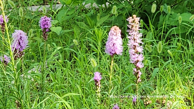 리아트리스 Blazing Star, Liatris spicata