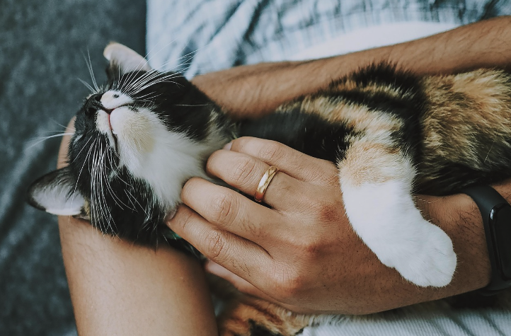 아기 고양이의 턱을 쓰다듬어주고 있는 사람