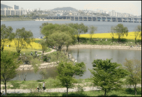 서래섬의 유채꽃 축제