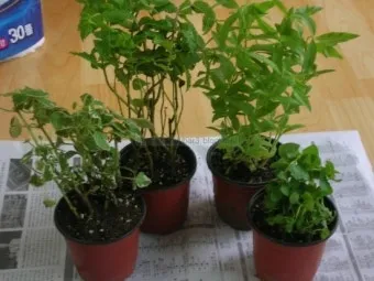 페퍼민트 키우기 물주기 삽목번식 햇빛관리 상쾌한 실내 허브_6