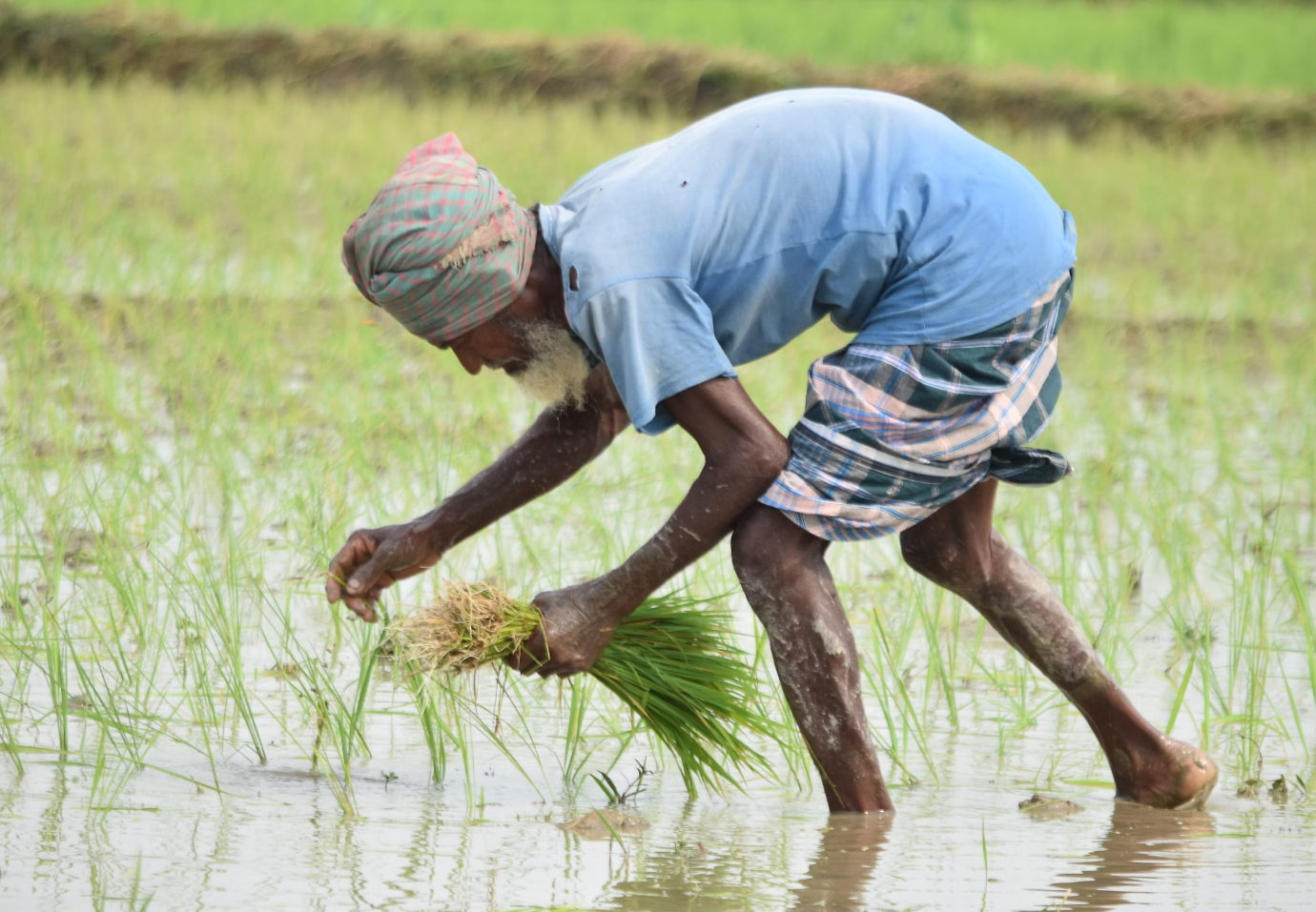 벼를-심고-있는-농부-사진