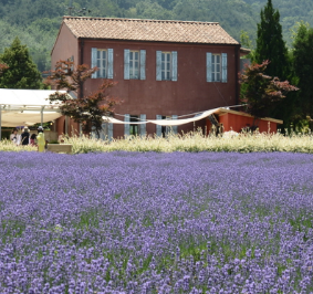 고성 라벤더 축제6