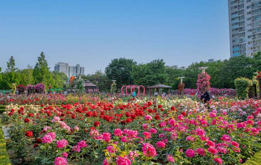 이곡장미공원