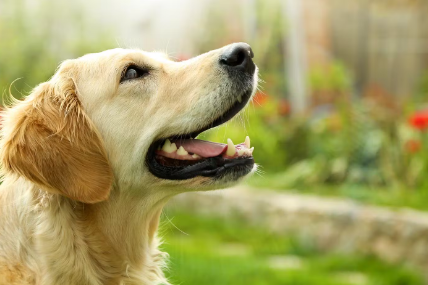 골든 리트리버