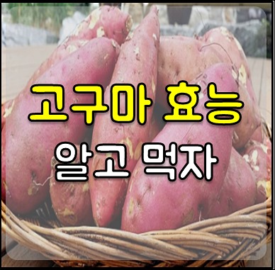 고구마 효능 (1)