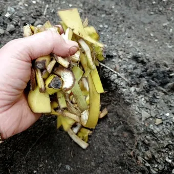 바나나 껍질 비료 활용 희석사용시기 냄새방지 천연영양 가이드_38