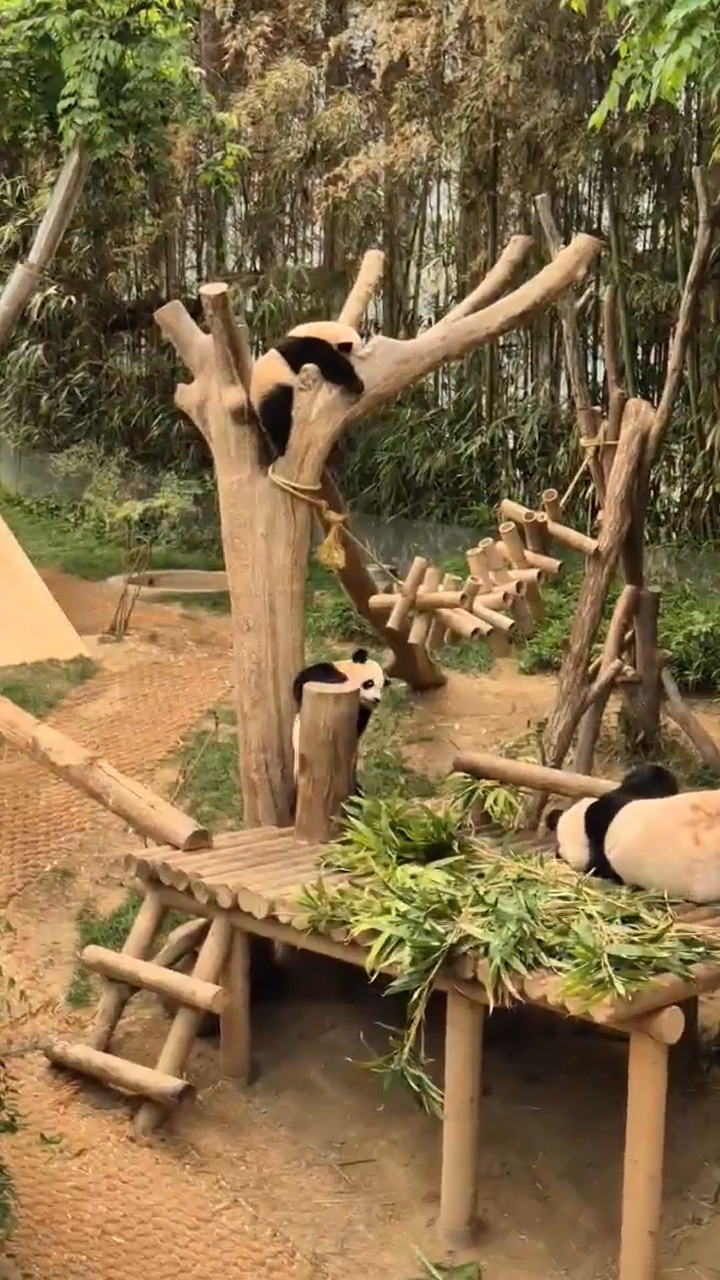 에버랜드 판다월드