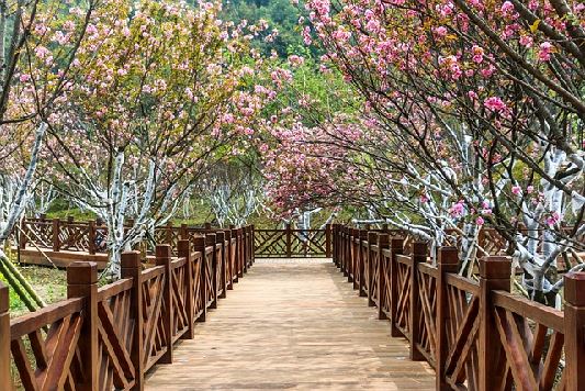 2025년, 벚꽃 개화 시기 및 핫플레이스(벚꽃축제&벚꽃명소)9