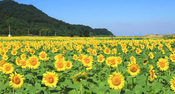 황금빛 물결 속으로! 가을 햇살 따라 걷는 길