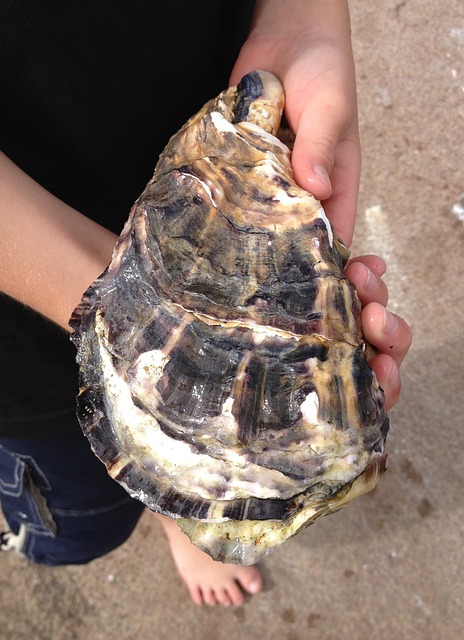 굴 효능 설명 사진 5