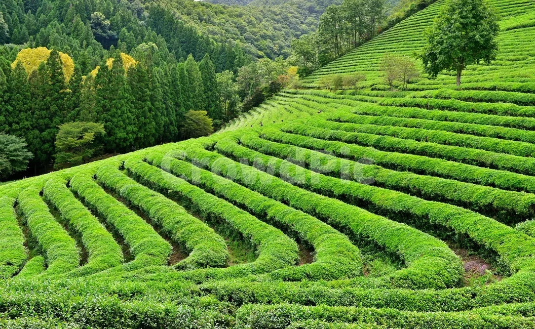 보성 녹차밭 대한다원 입장료 주차 코스 정보 총정리_3