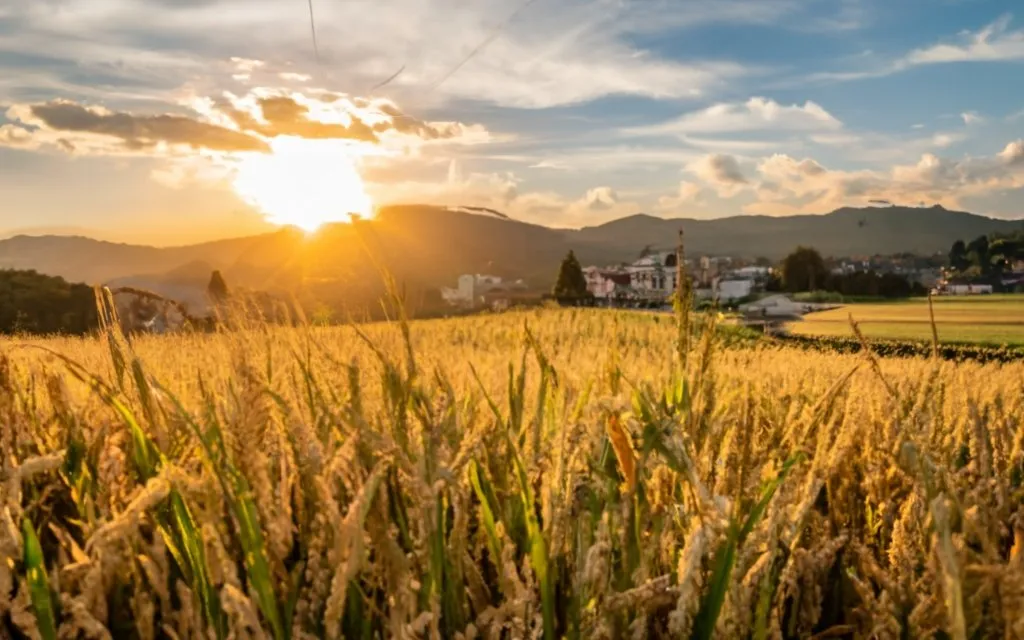 카무트 효소 효능