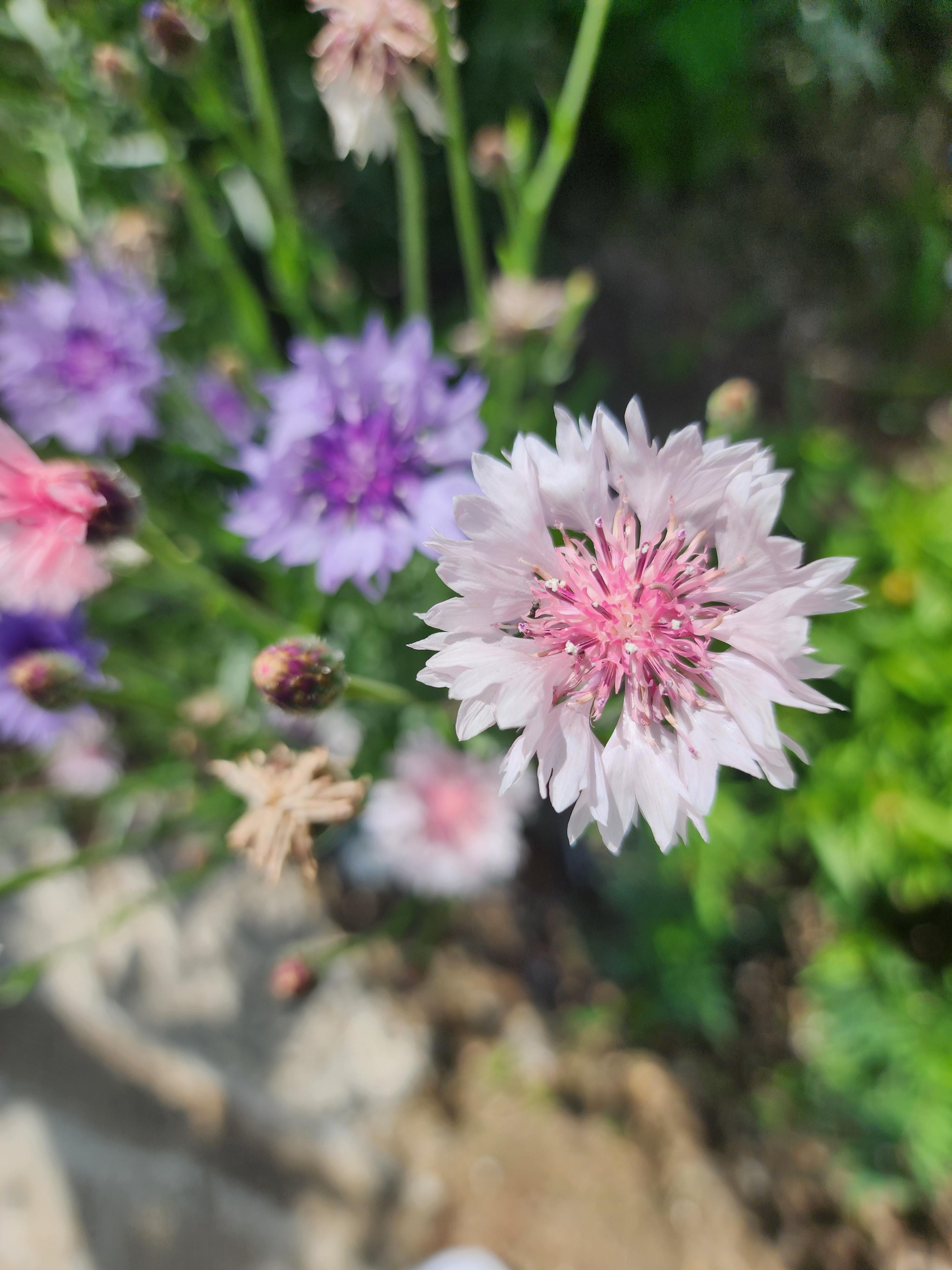 수레국화 - 꽃말, 이름 유래, 특징, 재배 방법, 수레국화차 효능 및 부작용, 마시는 법