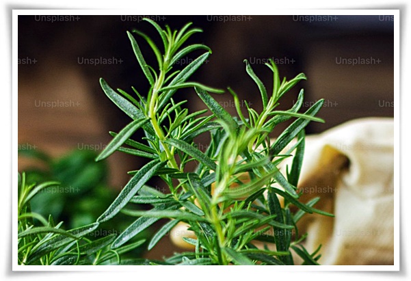 화초 "로즈마리" 집 안 공기를 정화하는 향기로운 반려식물!