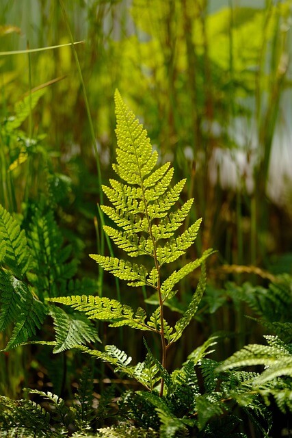 테라리움 키트와 식물 선택 가이드