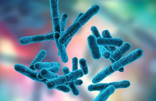 낙산균 효능 부작용 