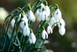 3월 인사말 문구 모음 3월인사말씀 메시지 문구