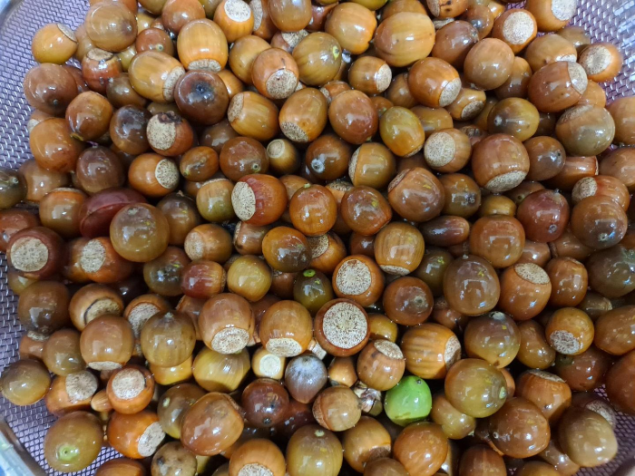 넓은-바구니에-물에서-건진-도토리