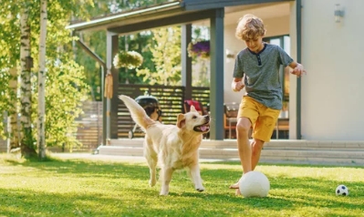 Golden Retriever/출처:어도비스톡