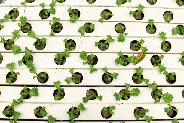 아쿠아포닉스 시스템의 역사와 발전: 기원부터 현재까지