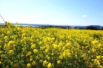 제주 유채꽃 개화 시기 봄 여행 필수 코스_10