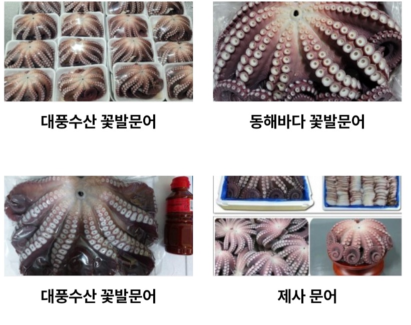 꽃문어-대풍수산