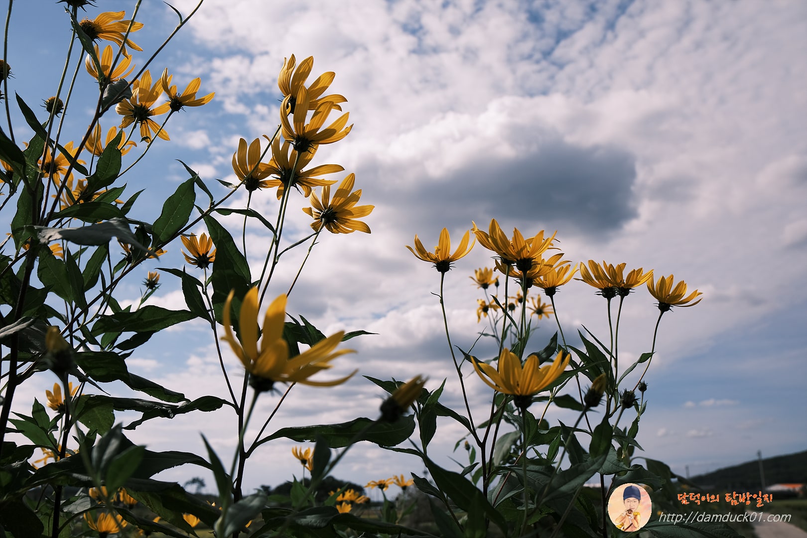 가을-돼지감자꽃-하늘