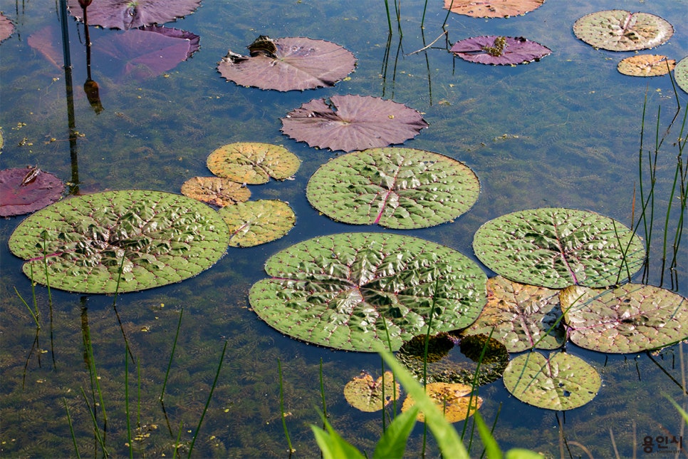 내동마을 연꽃단지