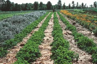 파슬리 재배 반그늘 재배 잎 따기 잦은 수확_6