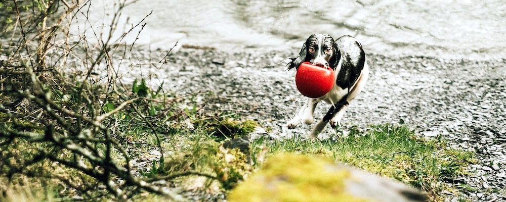 사료 급하게 먹는 강아지 6