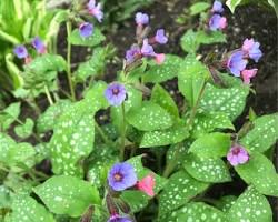 풀모나리아 이미지 사진