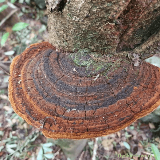 면역력 강화에 좋은 상황버섯