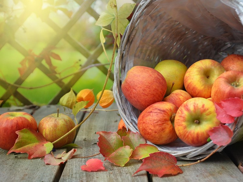곶감 만드는 법, 깎는 시기부터 반건시 말리는 기간까지 정리
