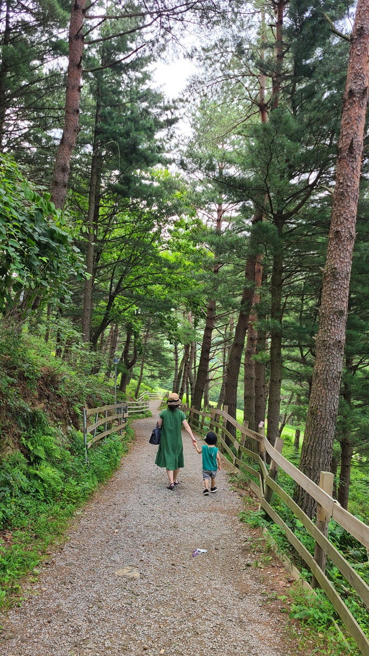대관령-순수양떼목장-피톤치드숲길