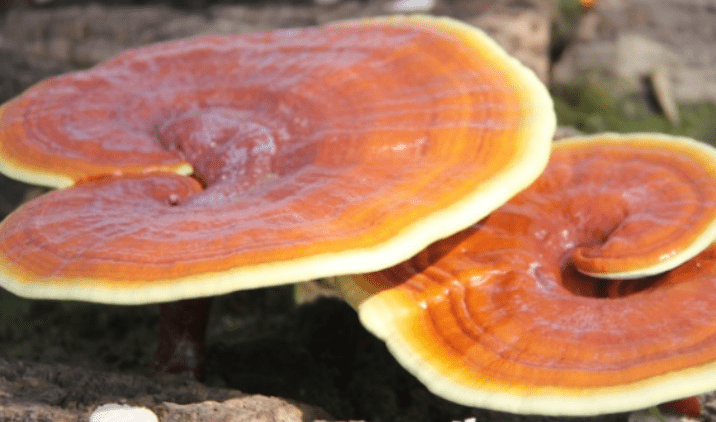 영지버섯-두송이