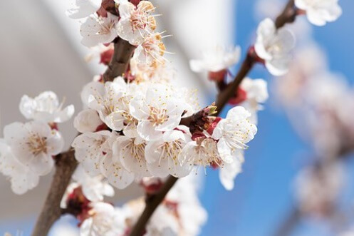 벚꽃 축제