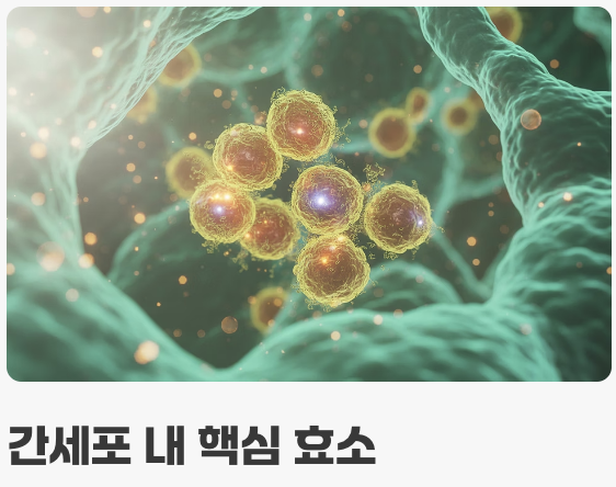 AST, ALT, 우리 간의 'SOS 신호'