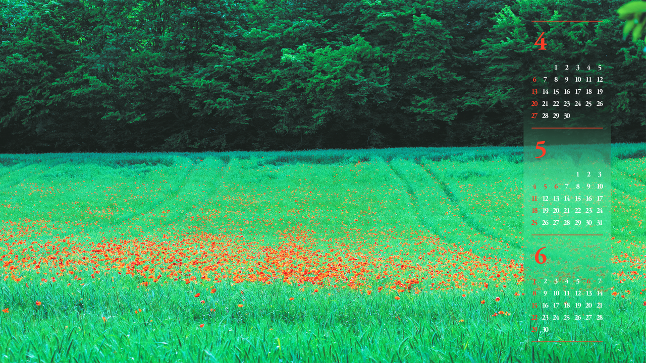 11 꽃양귀비 들판 B - 2025년5월 노트북배경화면