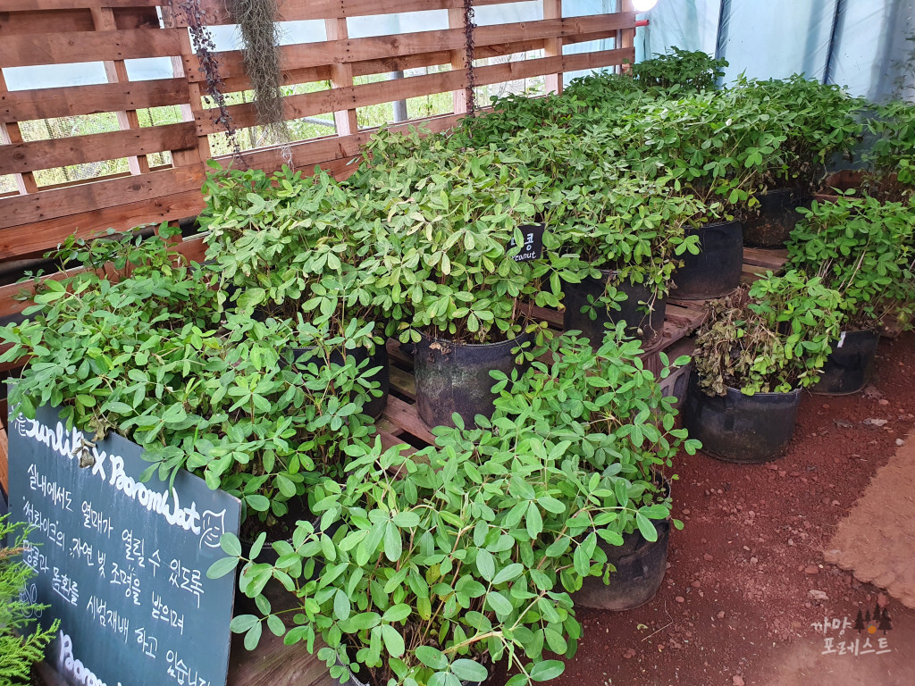 표선 보롬왓 식물