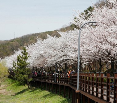 벚꽃이 만개한 광교마룻길