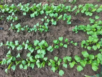 알타리무 파종시기 핵심 포인트_2