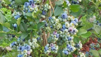 블루베리 효능 먹는법 하루 섭취량 쥬스_24