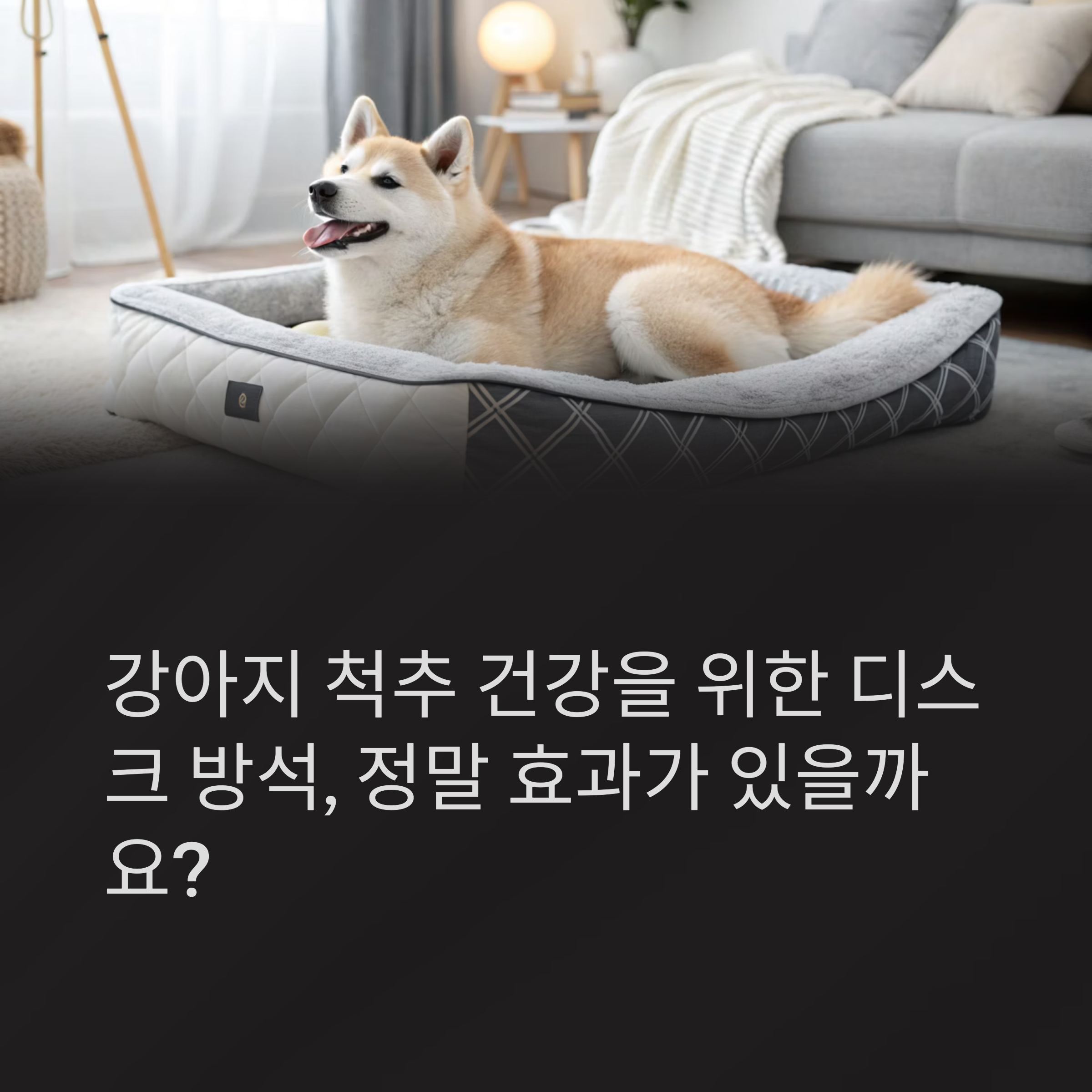 강아지 척추 건강을 위한 디스크 방석, 정말 효과가 있을까요?