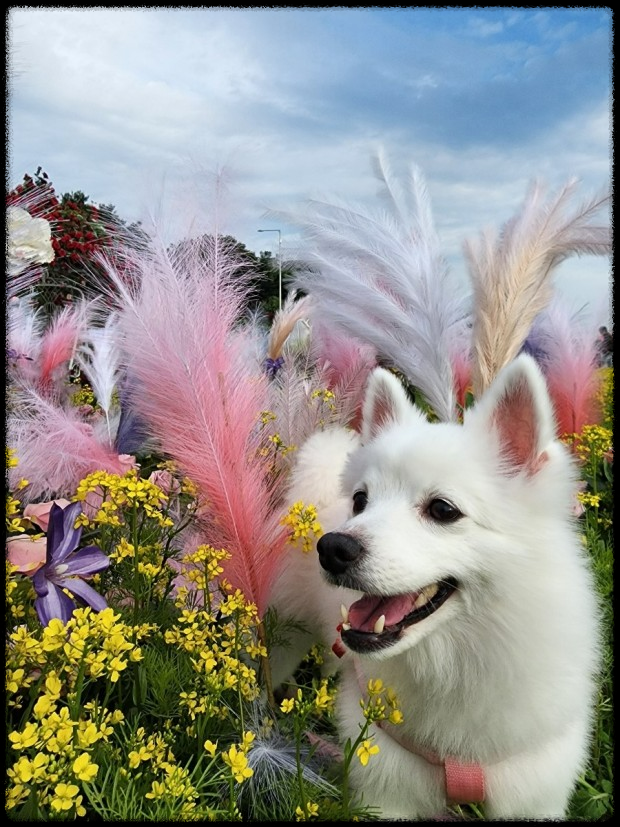 포항에서 반려동물과 함께하는 힐링 페스티벌, 놓치지 마세요!