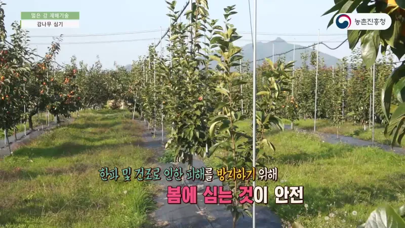 감 재배 탄저병 방제 가지 치기 저장 요령_1