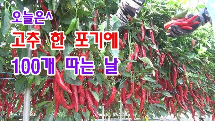 &amp;quot;고추