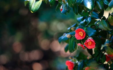 서천 동백꽃 주꾸미축제