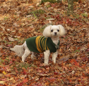 강아지 옷을 입은 새끼강아지
