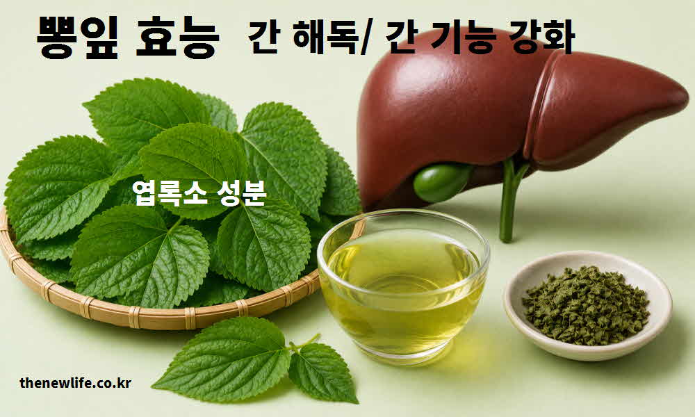 뽕잎 효능 간 해독 간 기능 강화