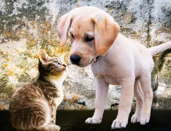 개 고양이 트라조돈 약물 사용 가이드와 주의사항 정리_5